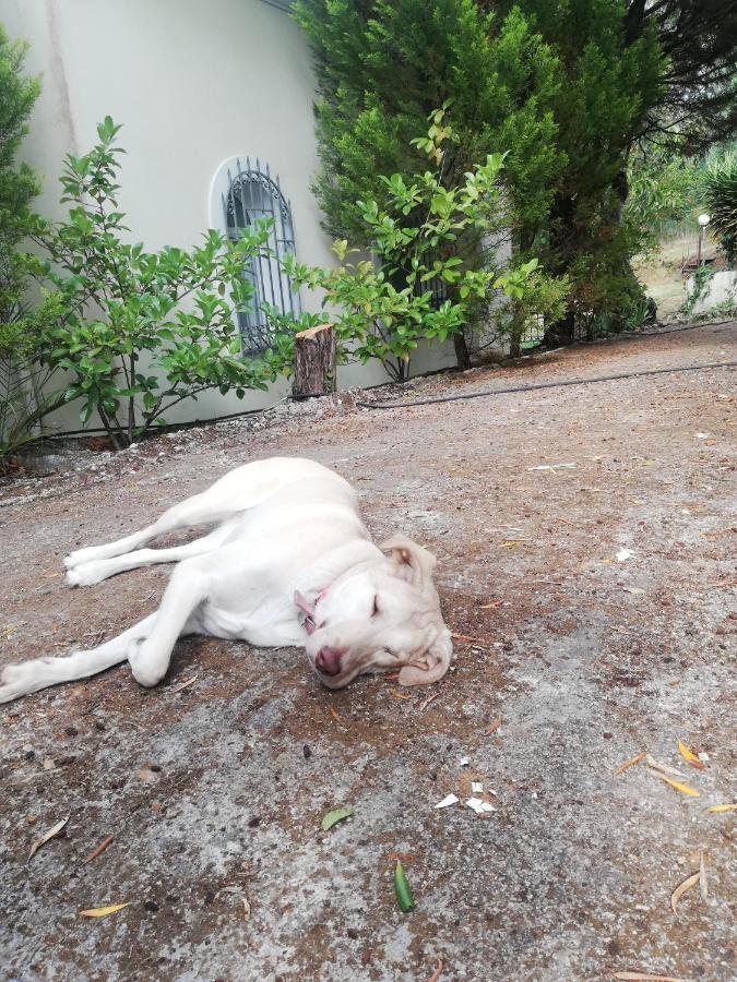 Olea Home Agia Pelagia Chlomou Buitenkant foto